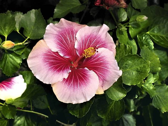 Róża chińska. 'Mini Mistic' Róża chińska. 'Mini Mistic'