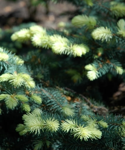 Świerk kłujący (Picea pungens) 'Białobok'. Iglaki Świerk kłujący (Picea pungens) 'Białobok'. Iglaki