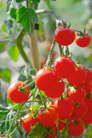 Pomidor 'Koralik' Pomidor 'Koralik'