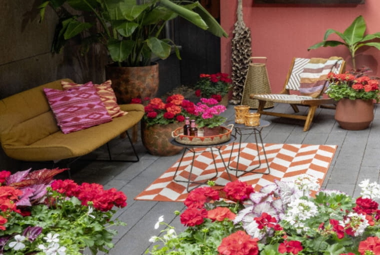 Pelargonie egzotycznie Pelargonie egzotycznie