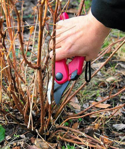 Cięcia sanitarne polegają na usuwaniu pędów suchych, przemarzniętych lub porażonych przez chorobę wykonujemy u wszystkich gatunków hortensji, także tych nietolerujących wiosennego przycinania odmładzającego.