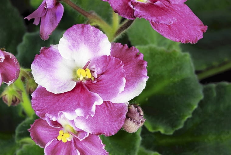 Fiołek afrykański 'Rhapsodie' Fiołek afrykański 'Rhapsodie'