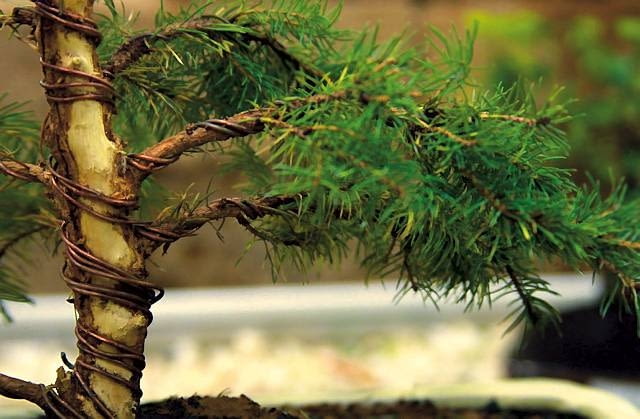 Aby nagiąć pędy do odpowiedniego kształtu, okręca się je drutem. ONE TIME USE ONLY DO JEDNOKROTNEJ PUBLIKACJI