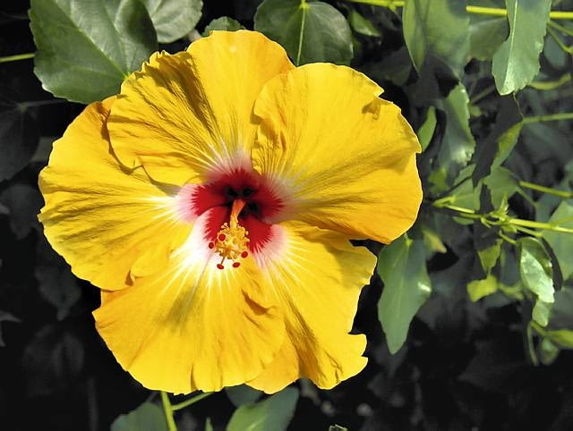 Róża chińska. 'Cherie' Róża chińska. 'Cherie'