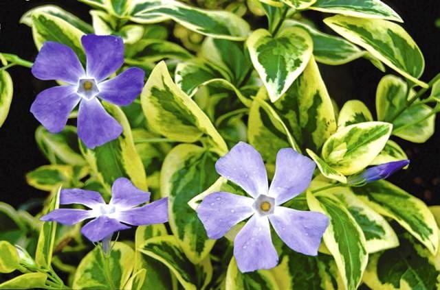 BARWINEK BARWINEK WIEKSZY VINCA MAJOR VARIEGATA FOT. PIOTR BANASZCZAK SLAJD MALY PUBLIKACJA OGRODY NR 3 (83) - 3.2006 PUBLIKACJA OGRODY NR 12 (92) - 12 2006