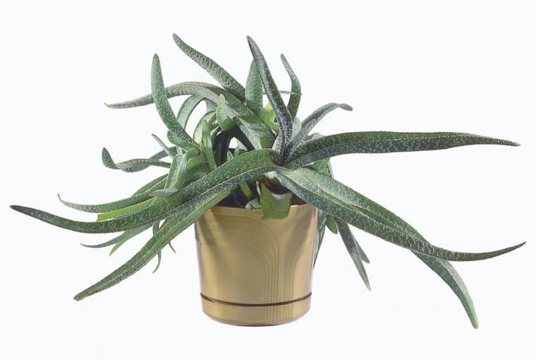 Gasteria, sukulent, dobrze znosi suszę. GASTERIA VERRUCOSA GASTERIA BRODAWKOWATA FOT. PAWEL SLOMCZYNSKI / AGENCJA GAZETA SLAJD DUZY PUBLIKACJA KWIETNIK NR 7 (127) - 7.2005