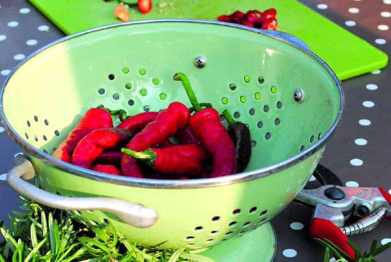 Z papryczek chili robię... powidła. Owoce przekrajam na pół, usuwam nasiona i szypułki. Połówki kroję na kilka części, a potem mielę mikserem na masę, dodając nieco oliwy. Wsypuję cukier (tyle, ile waży zmielona papryka) i 10 minut duszę na małym ogniu, cały czas mieszając. Masę zakwaszam sokiem z cytryny do smaku. Podgrzewam, żeby zgęstniała. Gorącą przekładam do słoiczków i pasteryzuję 20 minut.