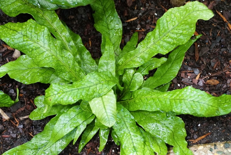 Microsorum musifolium 'Crocodyllus' Microsorum musifolium 'Crocodyllus'