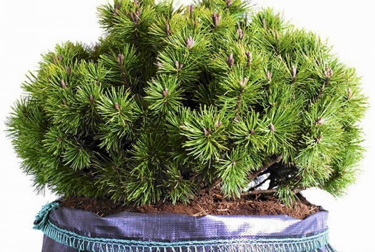 Sosna górska (kosodrzewina) 'Kostelicek' iglaki, sosna