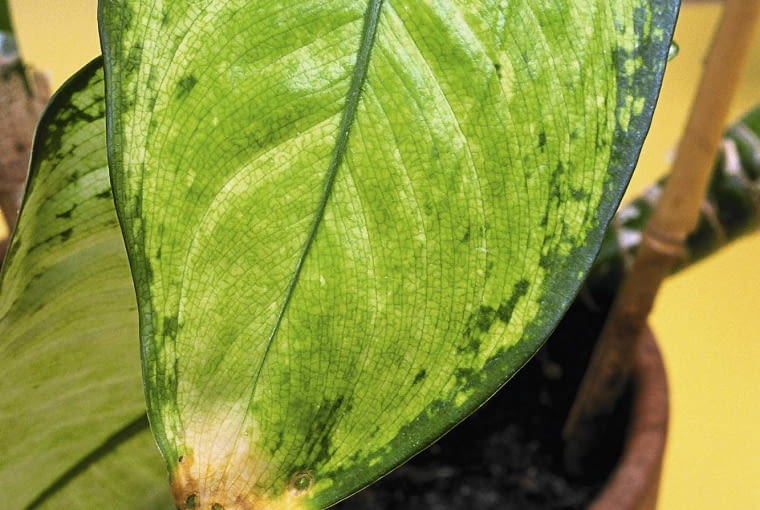 Zasychanie wierzchołwków liści difenbachii Zasychanie wierzchołwków liści difenbachii