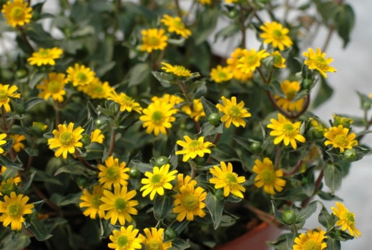 Sanwitalia 'Powerbini' Sanwitalia 'Powerbini'