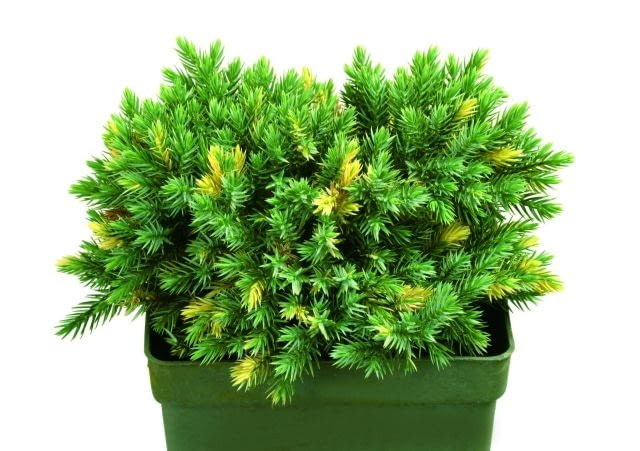 30.08.2003 WARSZAWA XI MIEDZYNARODOWA WYSTAWA ZIELEN TO ZYCIE OGRODNICTWO 29 - 31 SIERPIEN 2003 ORGANIZATOR ZWIAZEK SZKOLKARZY POLSKICH AGENCJA PROMOCJI ZIELENI SP Z OO STOISKO SZKOLKA EUGENIUSZ PUDELEK KRZEWY IGLASTE NOWOSC PSTRE JUNIPERUS SQUAMATA ODMIANA FLORIANT JALOWIEC FOT. PAWEL SLOMCZYNSKI AGENCJA GAZETA