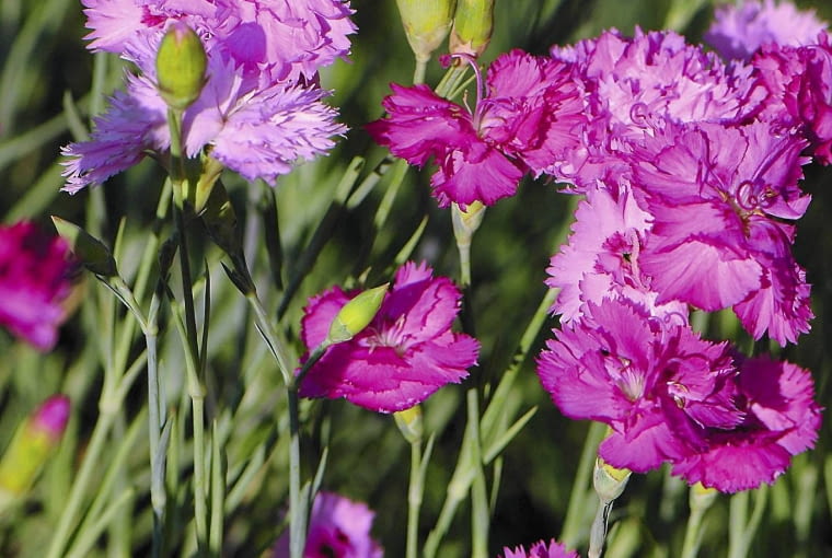 GOŹDZIK 'ROSEUS' GOŹDZIK 'ROSEUS'