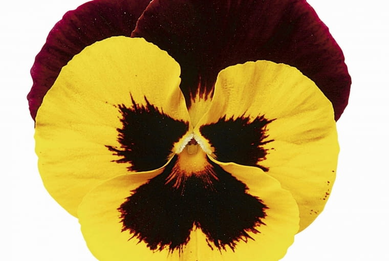 Bratek 'Matrix Red Wing' Bratek 'Matrix Red Wing'