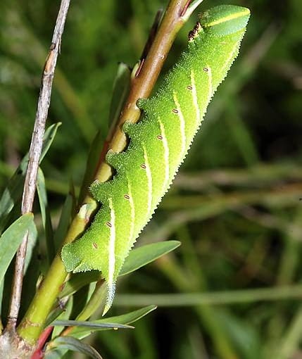 Ćmy. Gąsienice nastrosza półpawika mają na końcu ciała charakterystyczny wyrostek przypominający róg lub ogonek