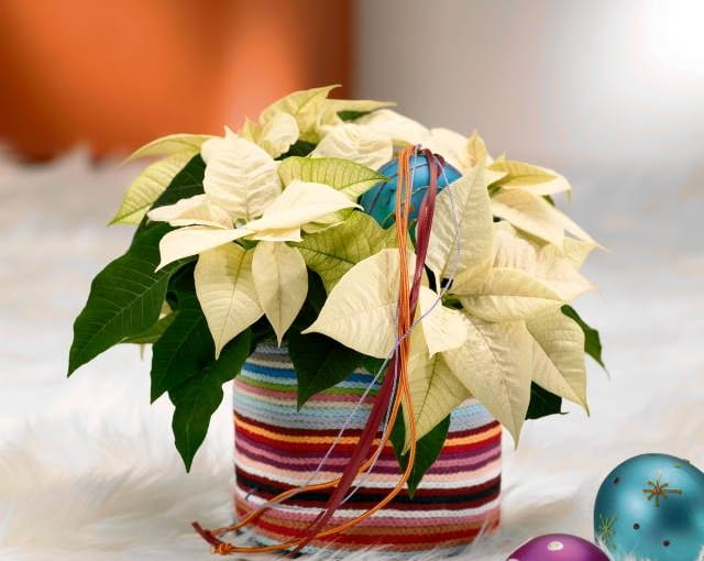 Ozdoby i dekoracje świąteczne. Stroiki bożonarodzeniowe. Gwiazda betlejemska. Prążkowane wdzianko poinsecji dowodzi, że Boże Narodzenie to nie tylko klasyczna zieleń i czerwień.