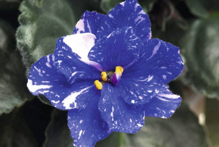 Fiołek afrykański 'Rainbow Quiet Riot' Fiołek afrykański 'Rainbow Quiet Riot'