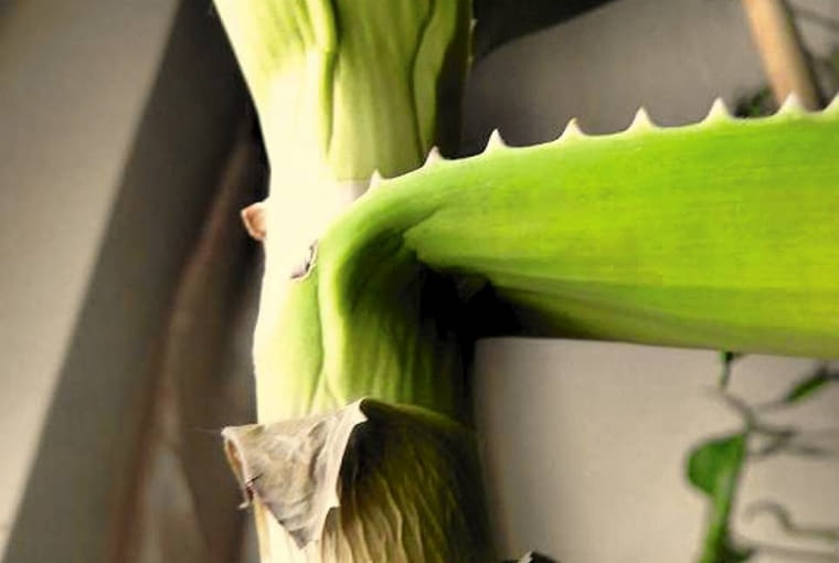 Aloes traci liście - najprawdopodobniej podłoże jest za bardzo ścisłe i za długo utrzymuje wilgoć