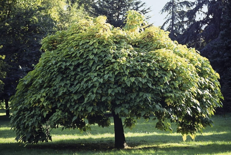 Surmia bigoniowa 'Nana' Catalpa (Catalpa bignonioide Nana), Bignoniaceae.