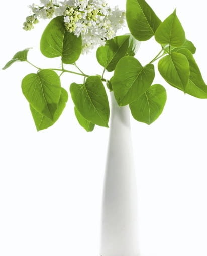 Biały bez lilak Biały bez lilak