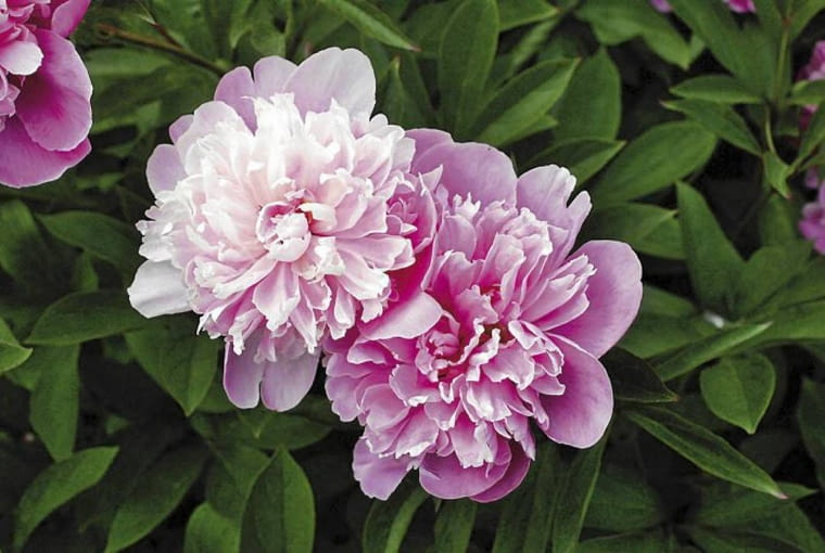 06.06.2008 WARSZAWA KWIAT PIWONII ( PAEONIA ) ' KONINGIN WILHELMINA ' ARANZACJA EWA SKUTNIK DLA CZASOPISMA BUKIETY FOT. ARKADIUSZ SCICHOCKI / AGENCJA GAZETA PUBLIKACJA BUKIETY NR 2 (45) - LATO 2009 SLOWA KLUCZOWE: ROSLINA KWIAT ZDJĘCIE DO WKŁADKI: PUBLIKACJA BUKIETY NR 2 (45) - CZASOPISMA