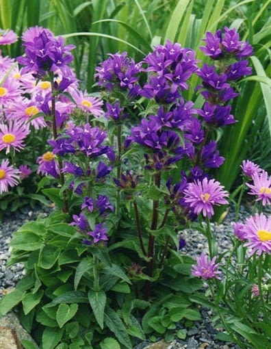 Dzwonek skupiony (Campanula glomerata Acaulis) Dzwonek skupiony (Campanula glomerata Acaulis)