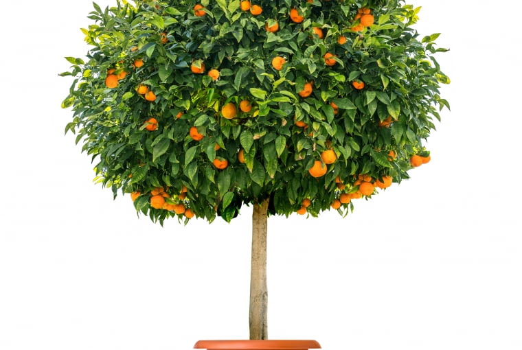 Drzewko pomarańczowe