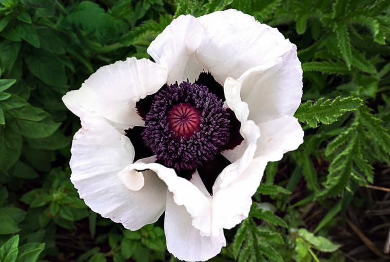 WSCHODNI 'BLACK & WHITE' (P. orientale) Papaver orientale White, 2015, Oriental Poppy, puh-PAY-vur ore-ee-un -TAY-lee, 15x15in Perennial, Z3-7, white, Bloom Month 5c, In Bed G2 for 18.1 yearsPapaveraceae family. Not sure where this is from or when I planted it. Probably from seed.'