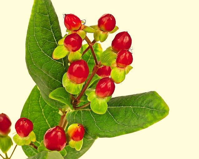 Dziurawiec barwierski słynie z urodziwych owoców dojrzewających jesienią