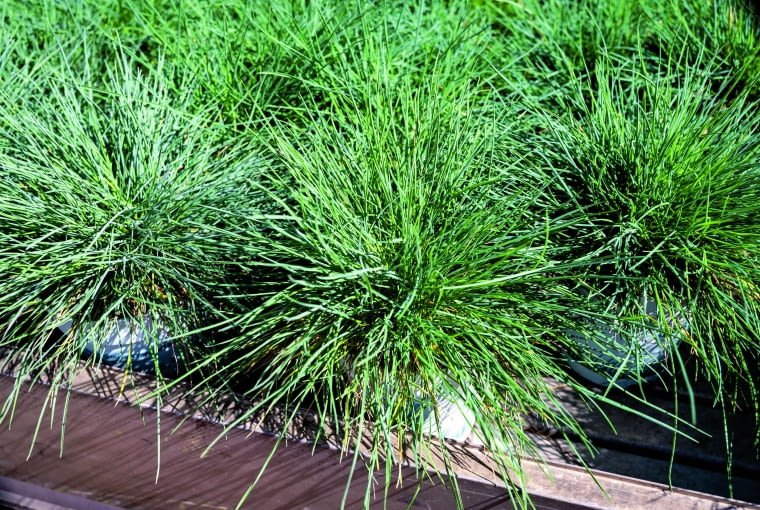 Kostrzewa owcza Kostrzewa owcza