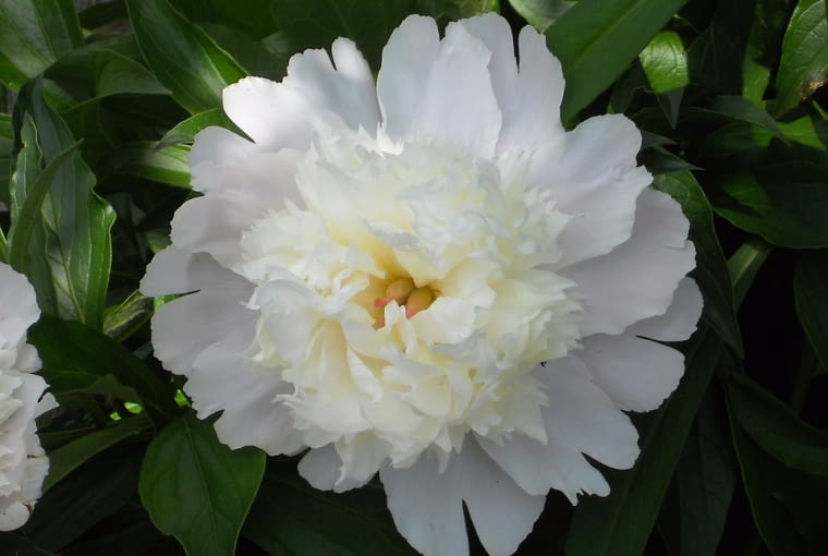 Peonia
