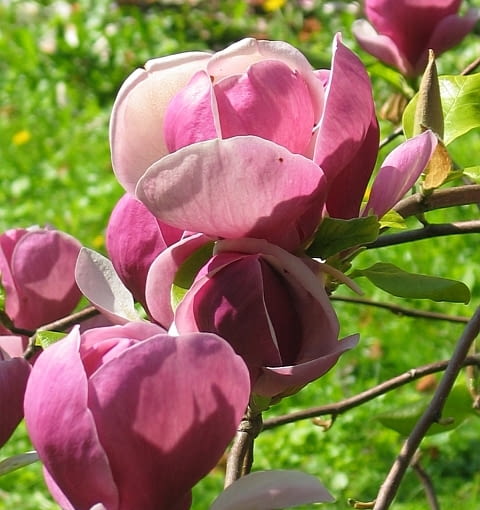 Magnolia Soulangeana 'Lennei'