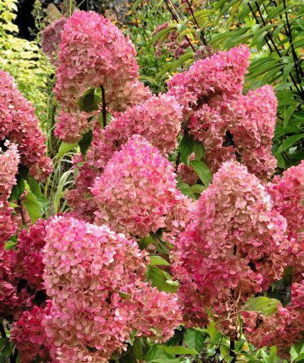 Odmiana VANILLE FRAISE została wprowadzona przez Jeana Renault i wprowadzona do handlu przez Pepinieres Renaulta w Grron (Francja) w 2005 r.