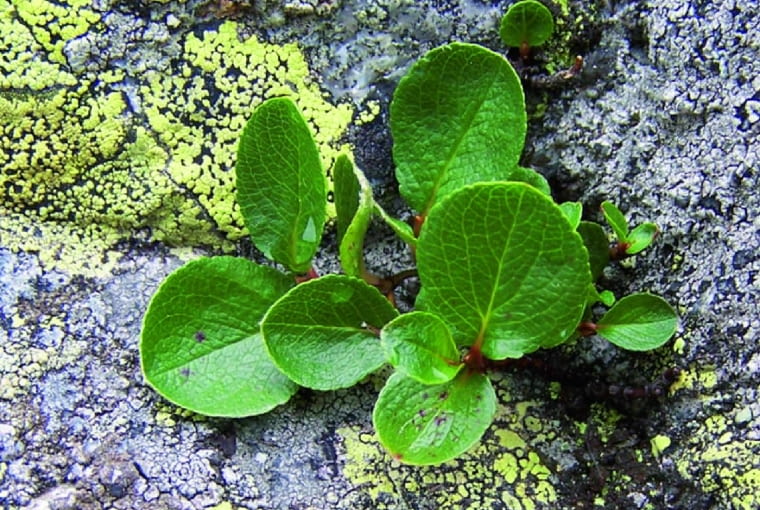 Liście wierzby zielnej są niemal okrągłe. Liście wierzby zielnej są niemal okrągłe.