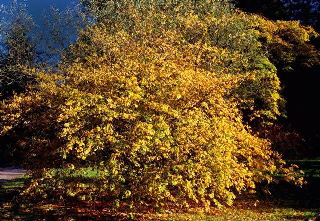 Krzewy oczaru najlepiej prezentuje się sadzone pojedyńczo Hamamelis virginiana. SLOWA KLUCZOWE: Botanik Natur Pflanze Pflanzen Querformat