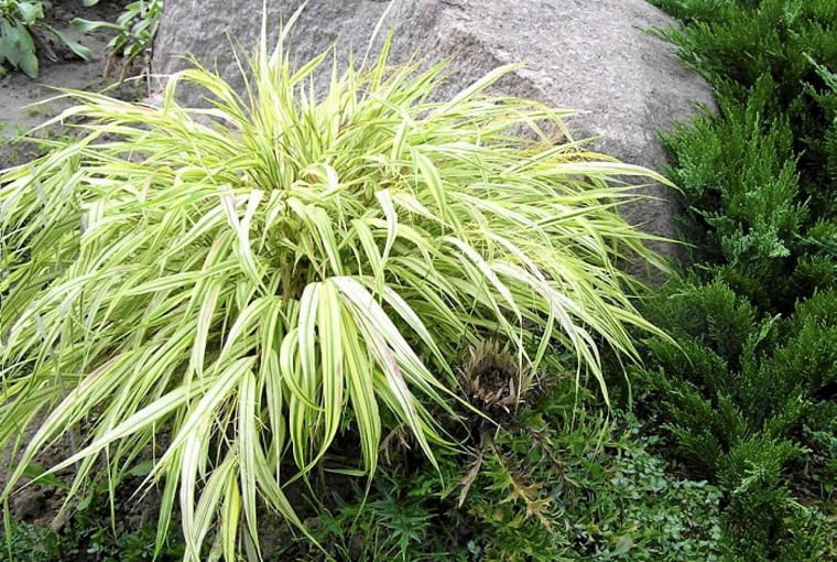 Hakonechloa wysmukła 'Variegata' (Haconechloa macra) ROSLINY OZDOBNE LISCIE TRAWA HAKONECHLOA HAKONECHLOA MACRA ' AUREOLA ' FOT. EWA NARKIEWICZ PUBLIKACJA KWIETNIK NR 7 (151) - 7 2007 SLOWA KLUCZOWE: ROSLINY ZDJĘCIE DO WKŁADKI: PUBLIKACJA KWIETNIK NR 7 (151) - CZASOPISMA