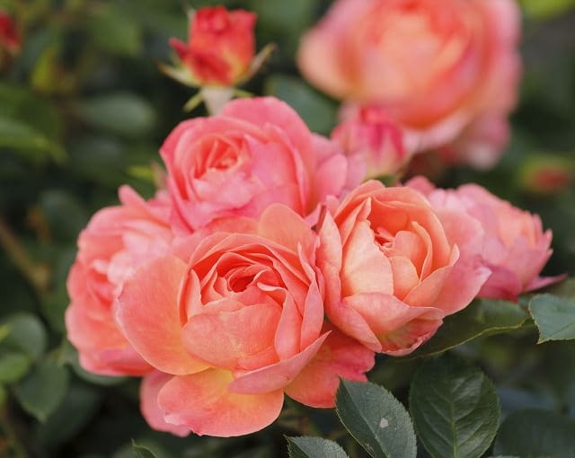 Amber Bay’ to floribunda o łososiowo bursztynowych kwiatach, zachwyca niemal nieprzerwaną obfitością kwitnienia. Dzięki doskonałym właściwościom samooczyszczającym, zawsze wygląda atrakcyjnie, bez konieczności cięcia. Róża ochrzczona w mieście róż Putbus na Rugii.