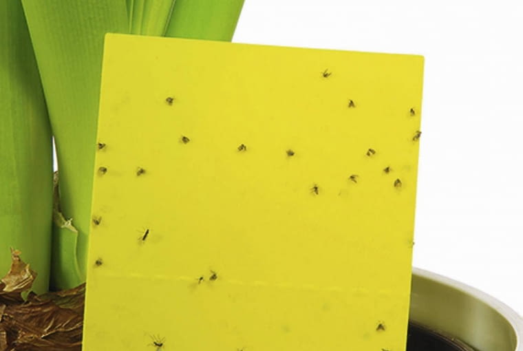 Żółte lepy eliminują sporą część latających form ziemiórek, ale oprócz nich trzeba zastosować też inne sposoby. Żółte lepy eliminują sporą część latających form ziemiórek, ale oprócz nich trzeba zastosować też inne sposoby.