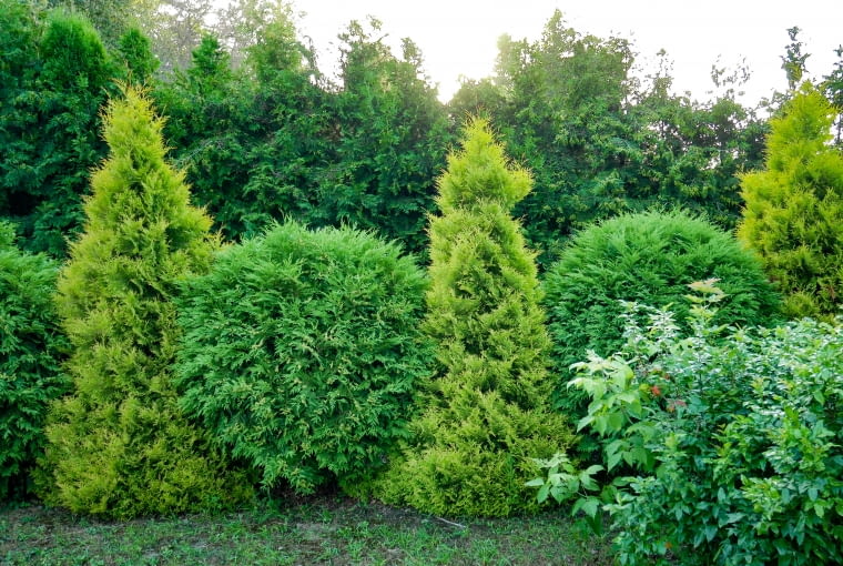 Iglaki kompozycje Iglaki kompozycje