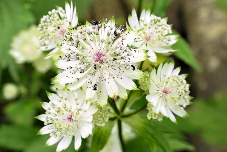 JARZMIANKA WIĘKSZA (Astrantia major) JARZMIANKA WIĘKSZA (Astrantia major)