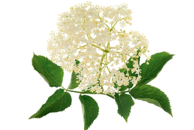 Bez czarny. Potrafi cieszyć się życiem bez względu na przeciwności losu. Ceni sobie spokój i luz. W ogrodzie nie lubi się przemęczać, zamiast pielenia wybierze lekturę na leżaku pod drzewem. Wrażliwy na pochwały. Bywa upartym tradycjonalistą, lub przeciwnie - pilnie śledzi modę i lubi być 'trendy'. Wtedy propaguje slow gardening i lansuje prowadzenie zdrowego trybu życia. Bywa pszczelarzem amatorem, hodowcą ziół, albo producentem naturalnych kosmetyków.