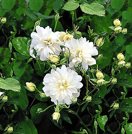 Róże. Róża 'Snow Goose', ramblers o śnieżnobiałych kwiatach, podobnych do dalii.