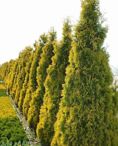 ONE TIME USE ONLY DO JEDNORAZOWEGO UZYCIA