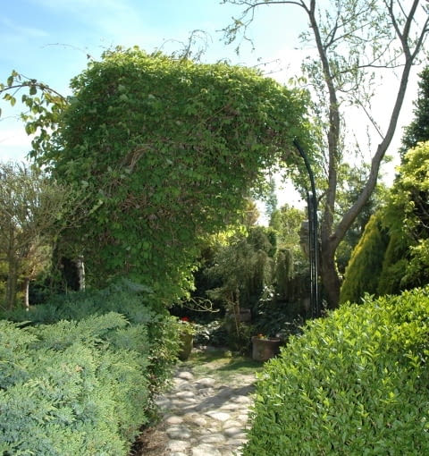 Akebia quinata, akeAkebia quinata, akebia pięciolistkowa, pnącza Akebia quinata, akeAkebia quinata, akebia pięciolistkowa, pnącza