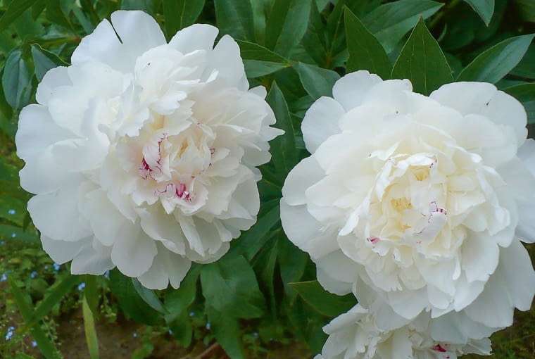 'Festiva Maxima' 'Festiva Maxima'