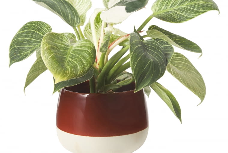 Osłonka na doniczkę Ravi, ceramika 14 x 13 cm, 99,90 zł, westwing.pl Osłonka na doniczkę Ravi, ceramika 14 x 13 cm, 99,90 zł, westwing.pl