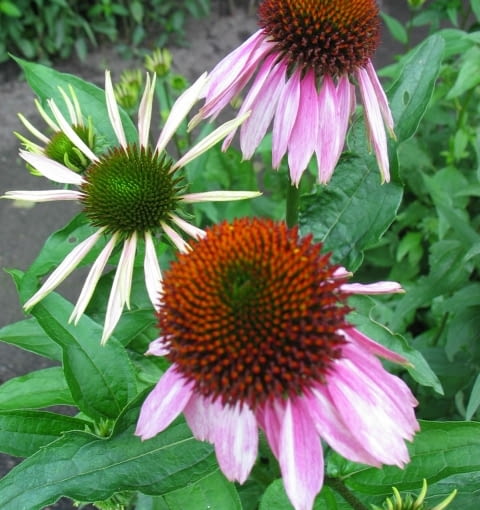Jeżówka purpurowa (Echinacea purpurea)