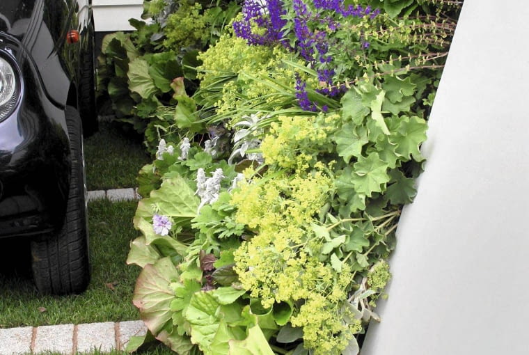 PRZEDOGRODEK - MINIRABATA , KOMPOZYCJA Z PRZYWROTNIKA , BERGENII , SZALWII , CZYSCA , BODZISZKA FOT. MALGORZATA DYRSKA PUBLIKACJA OGRODY NUMER SPECJALNY 1/2011 - 50 SPOSOBOW NA PIEKNY OGROD - 5 2011 PUBLIKACJA KWIETNIK NR 11 (203) - 11 2011 PUBLIKACJA MAGNOLIA NUMER SPECJALNY 1/2013 - CZAS NA OGROD - 4 2013 SLOWA KLUCZOWE: OGROD ROSLINA RABATA KWIAT ZDJĘCIE DO WKŁADKI: PUBLIKACJA OGRODY NUMER SPECJALNY 1/2011 - 50 SPOSOBOW NA PIEKNY OGROD - CZASOPISMA