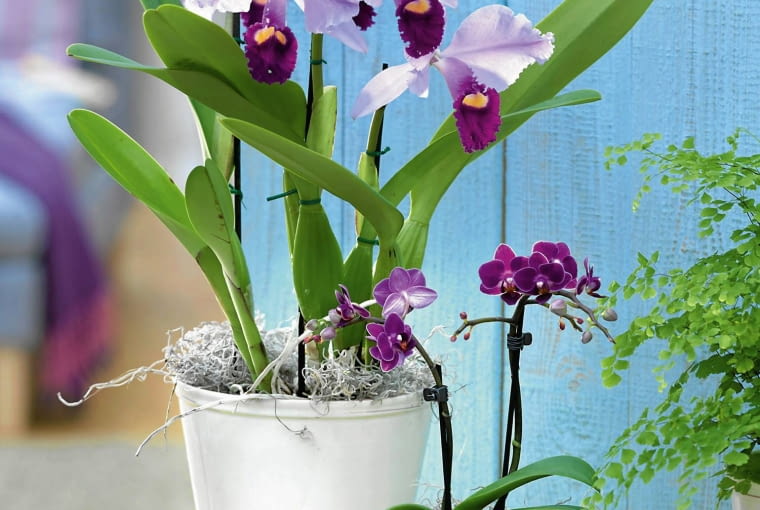 Różnorodny świat storczyków Cattleya trianae und Mini - Phalaenopsis ( Malayenblume, Schmetterlingsorchidee ) 61041691 SLOWA KLUCZOWE: 000 Blühpflanzen Frühling Orchideen Portrait Topf Winter Zimmerpflanzen exotisch hoch innen msgnp11 purpur rosa Farbe tropisch