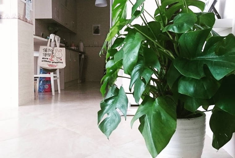 Monstera